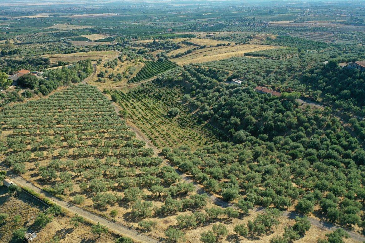 olive cortese azienda agricola