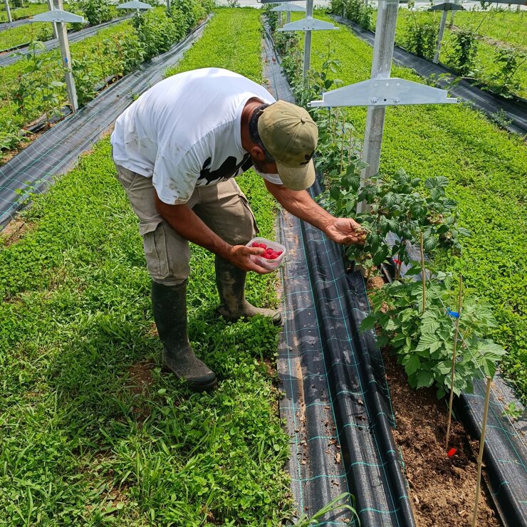 azienda_agricola_frutti di bosco_terreni_2.jpeg