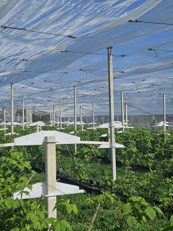 azienda_agricola_frutti di bosco_terreni.jpeg