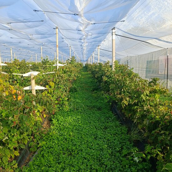 azienda_agricola_frutti di bosco_3.jpeg