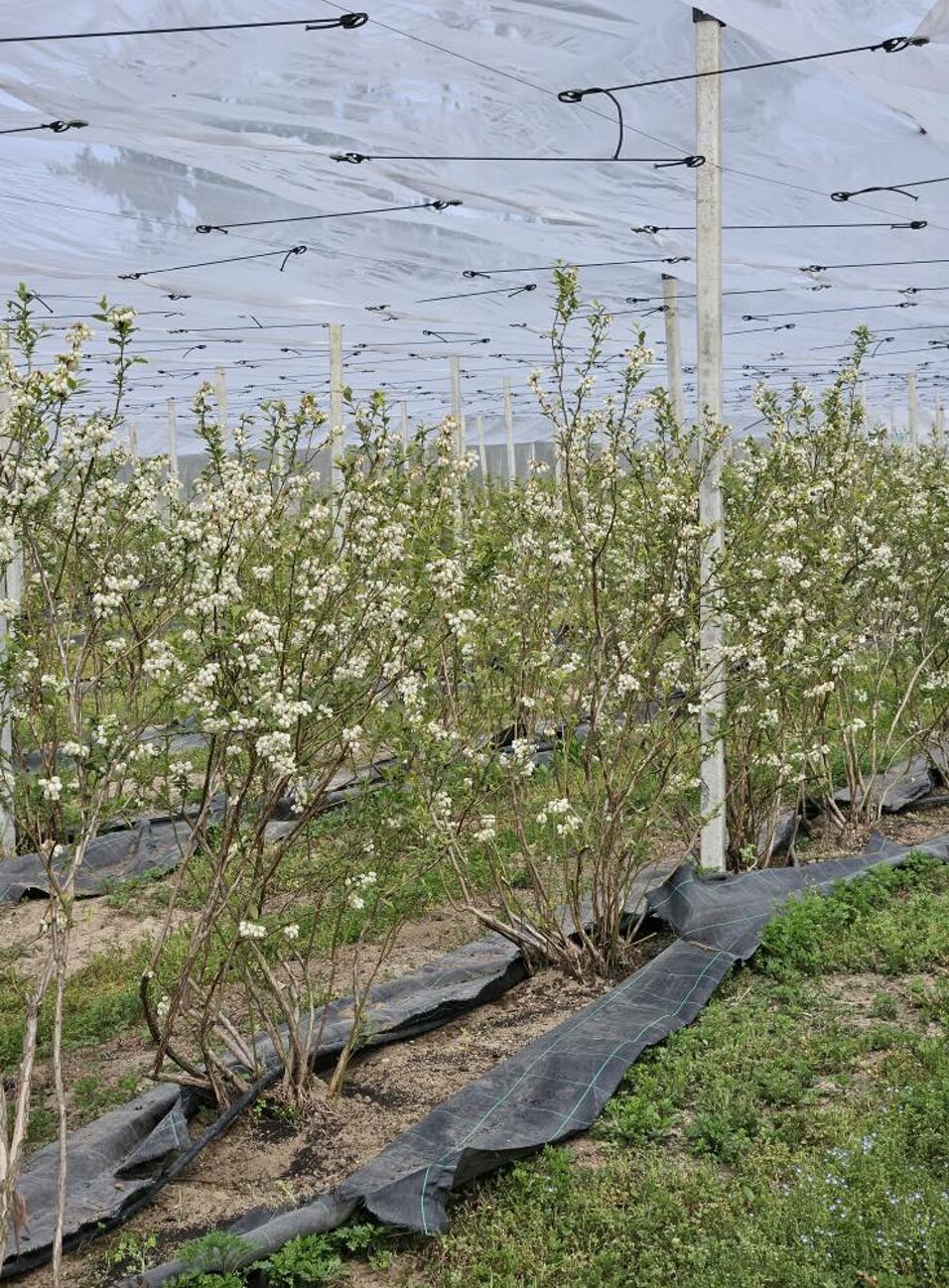 azienda_agricola_frutti di bosco_coltivazione_2.jpeg