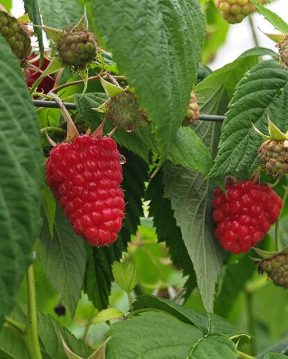 azienda_agricola_frutti di bosco_9.jpeg