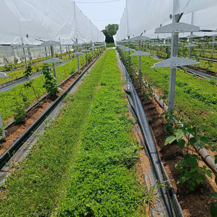 azienda_agricola_frutti di bosco_terreni_3.jpeg