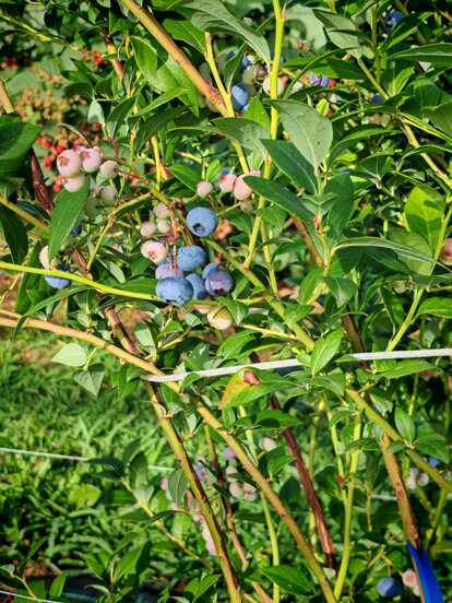 azienda_agricola_frutti di bosco_7.jpeg