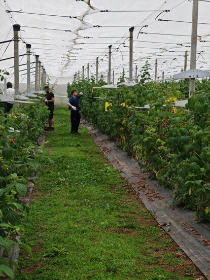 azienda_agricola_frutti di bosco_10.jpeg