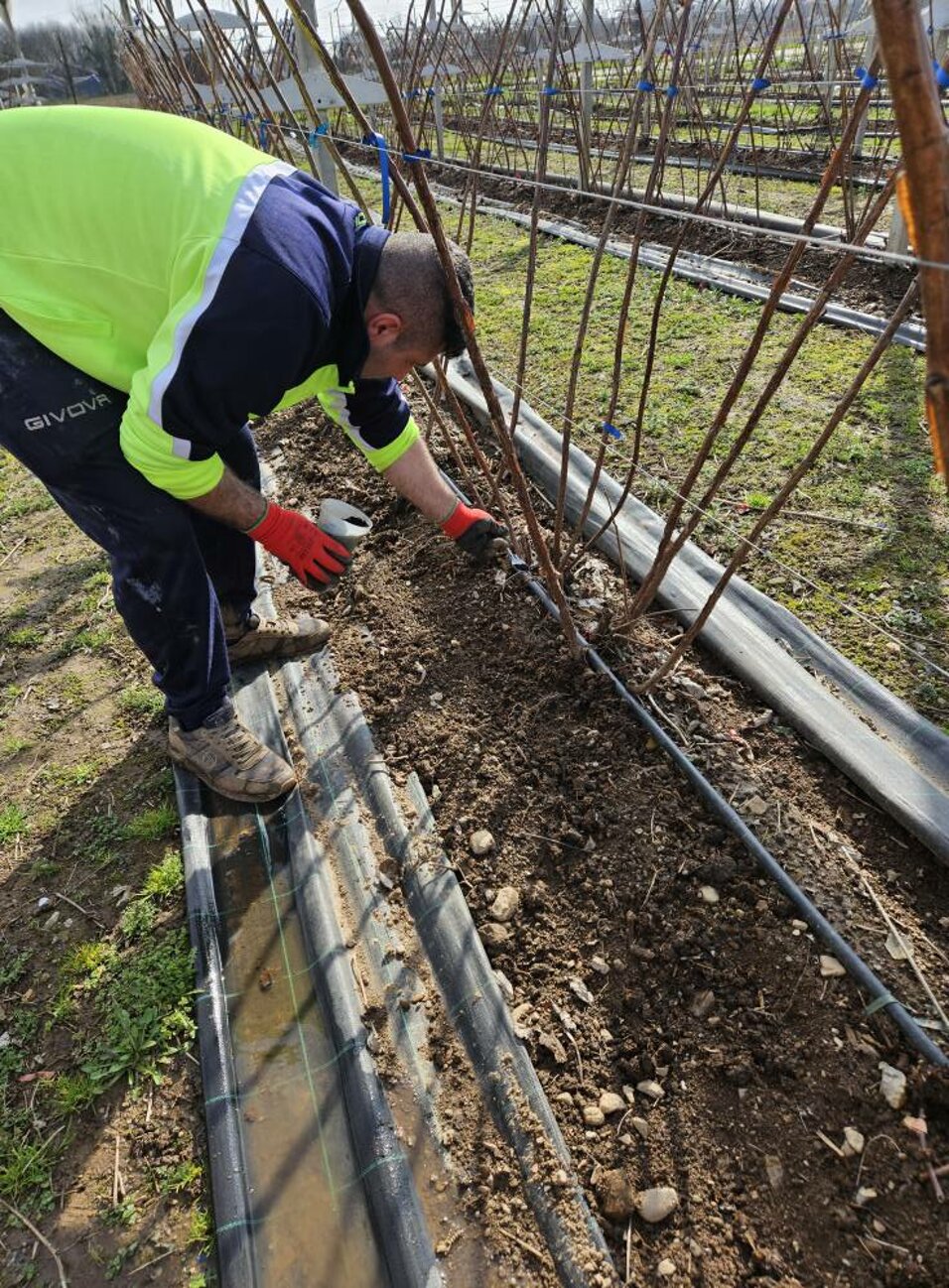 azienda_agricola_frutti di bosco_coltivazione.jpeg