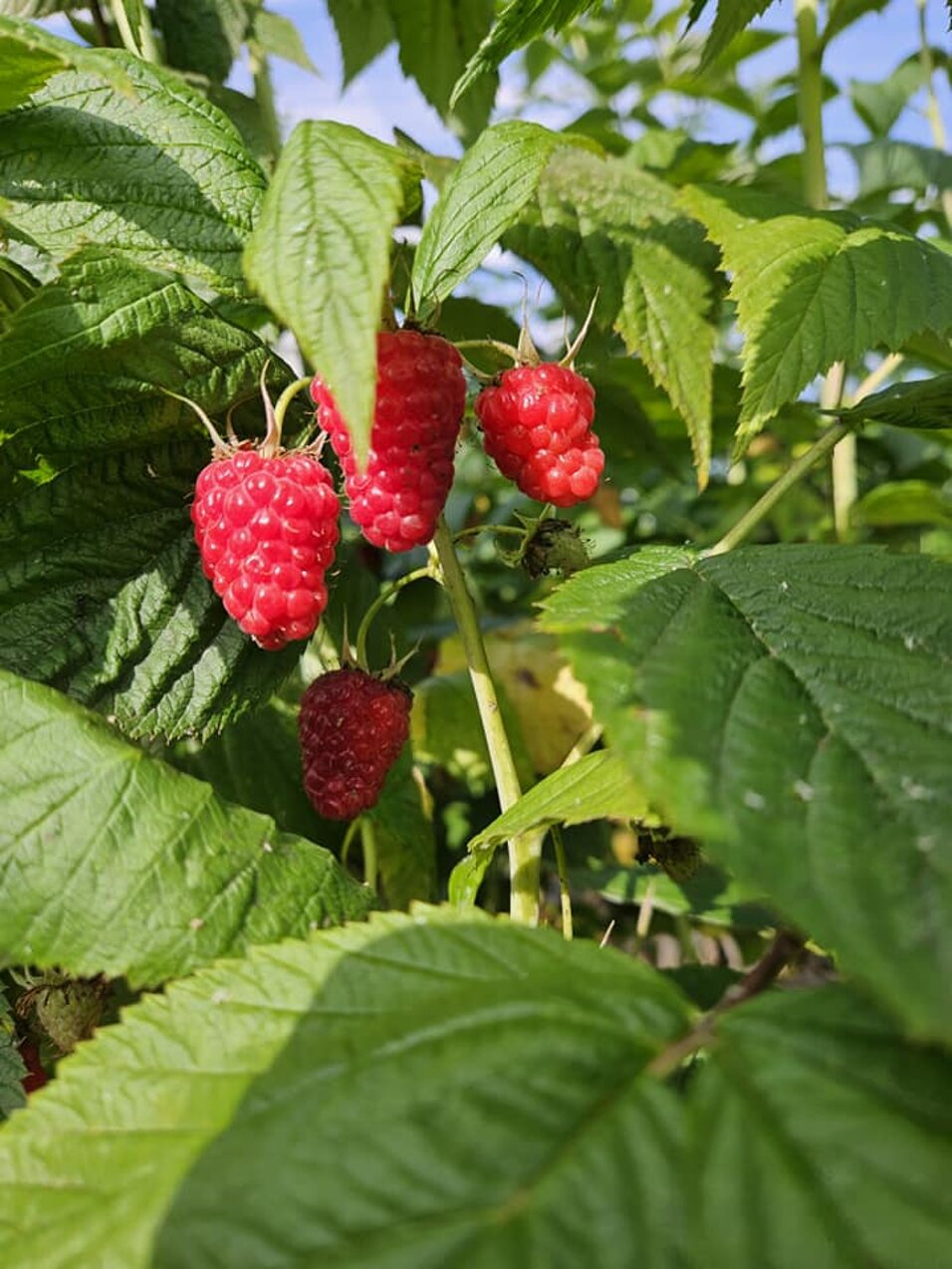 azienda_agricola_frutti di bosco_coltivazione_6.jpeg