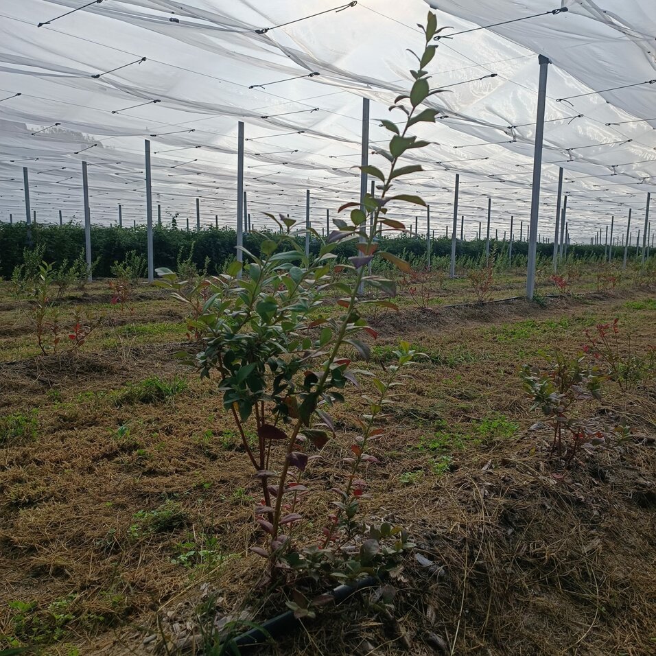 azienda_agricola_frutti di bosco_coltivazione_4.jpeg