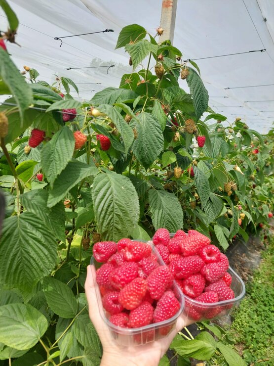 azienda_agricola_frutti di bosco_terreni_4.jpeg