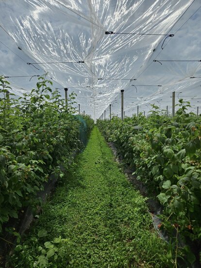 azienda_agricola_frutti di bosco.jpeg