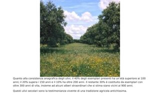 brochure_fattorie_del_maestrale_pagina_4.jpeg