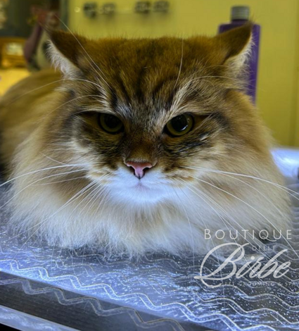 progetto%20senza%20titolo%20(32)