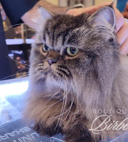 progetto%20senza%20titolo%20(29)