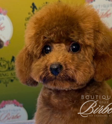 progetto%20senza%20titolo%20(11)