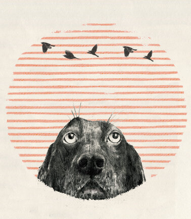 animale cane setter cocker disegno marisa ventura.jpeg