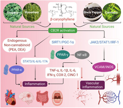 Il possibile meccanismo di attivazione del recettore CB2 (CB2R) da parte del β-cariofillene (BCP) nell'alleviare lo stress ossidativo e l'apoptosi..jpeg