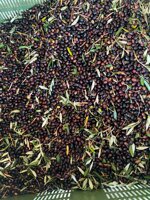 olive-harvesting