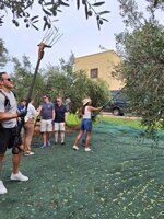 olive-harvesting