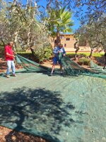 olive-harvesting