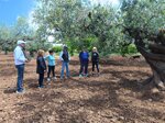 tour-in-the-olive-grove-with-tasting