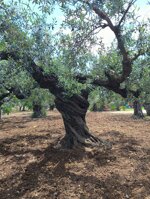 olive-harvesting
