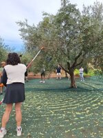 olive-harvesting