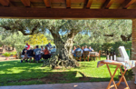 tour-in-the-olive-grove-with-tasting