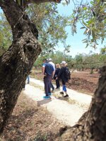 tour-in-the-olive-grove-with-tasting