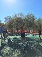olive-harvesting