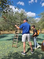 olive-harvesting