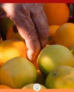 arance-navel-da-spremuta-18-kg