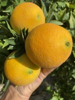 arance-navel-da-spremuta-18-kg