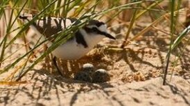 nidification du gravelot en haut de plage.jpeg nidification du gravelot en haut de plage.jpeg