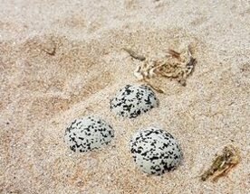 ouefs des sables.jpeg ouefs des sables.jpeg