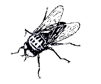 fly_orig_trasp 2