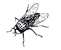 fly_orig_trasp 2