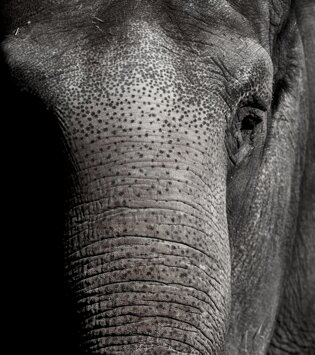 seth0s-elephant-3728225_1920