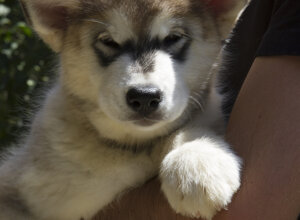 chiara.jpeg chiara.jpeg