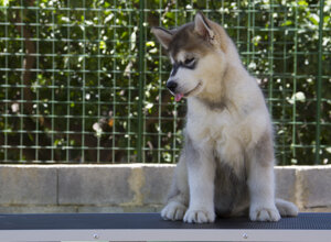 cora%20copia.jpeg cora%20copia.jpeg