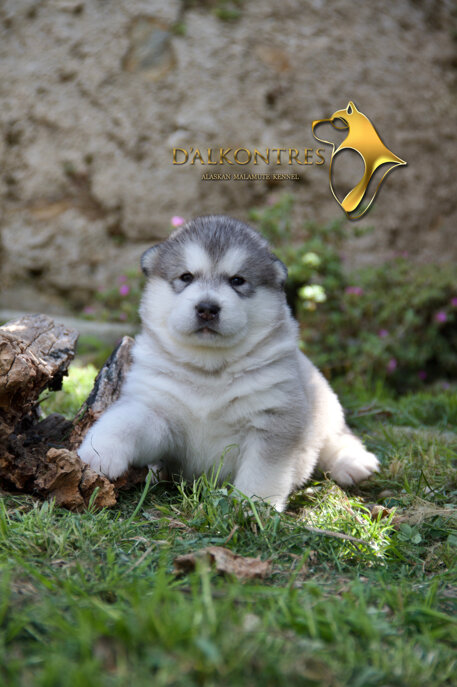 maschio schiaro 3.jpeg