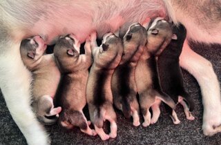 fci_logo-219x219-1-150x150