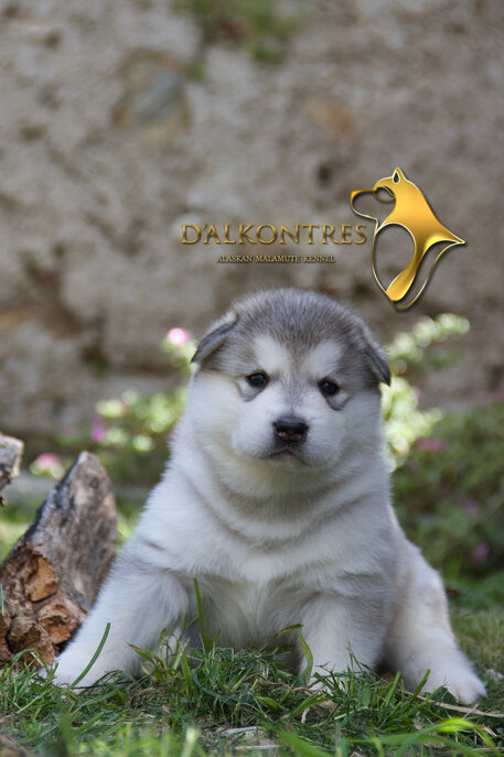 femmina chiara 3.jpeg