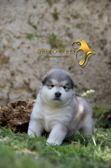 femmina scura 3.jpeg