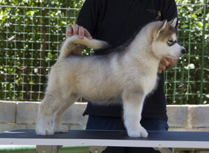 screenshot%202023-12-14%20alle%2017.29.51 screenshot%202023-12-14%20alle%2017.29.51