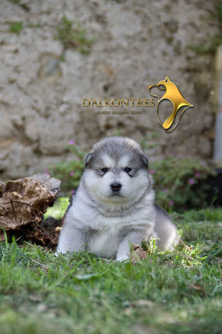 maschio scuro 3.jpeg