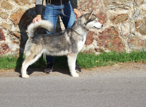 fci_logo-219x219-1-150x150