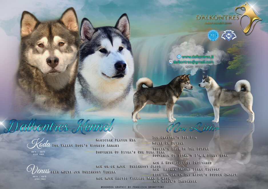 mario malamute 2.jpeg
