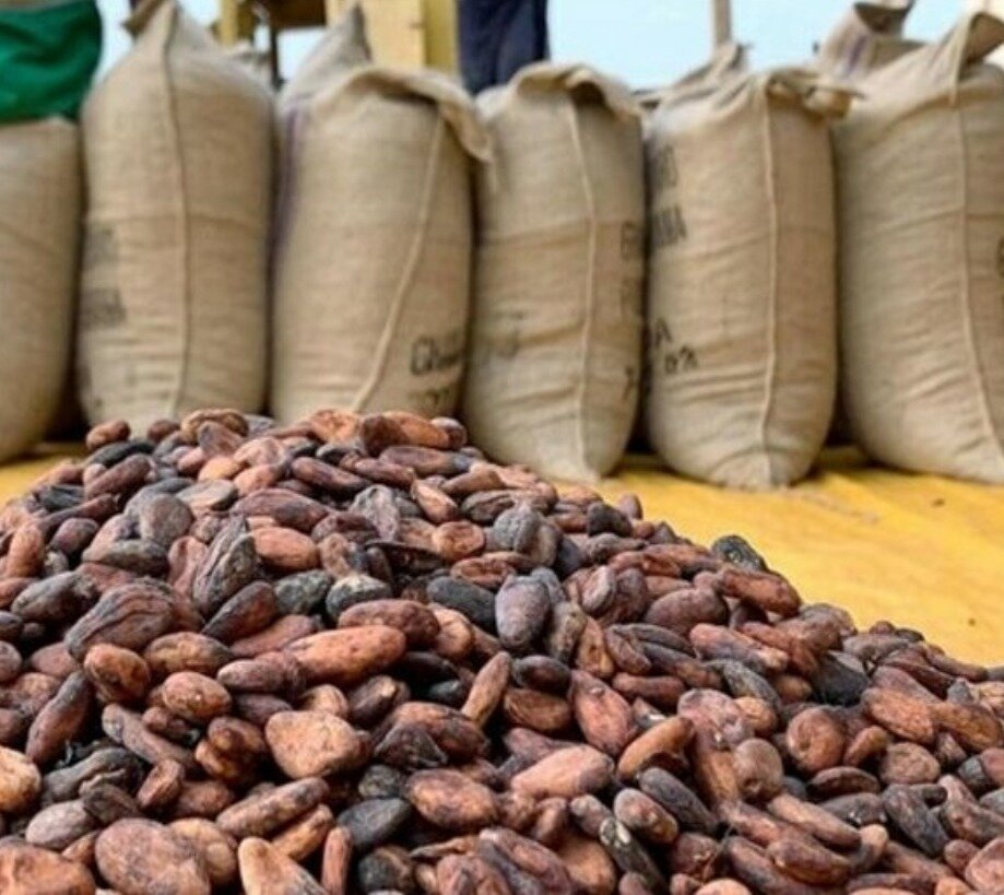 Cacao à 1 200 F CFA : l'État condamne les campagnes à la misère