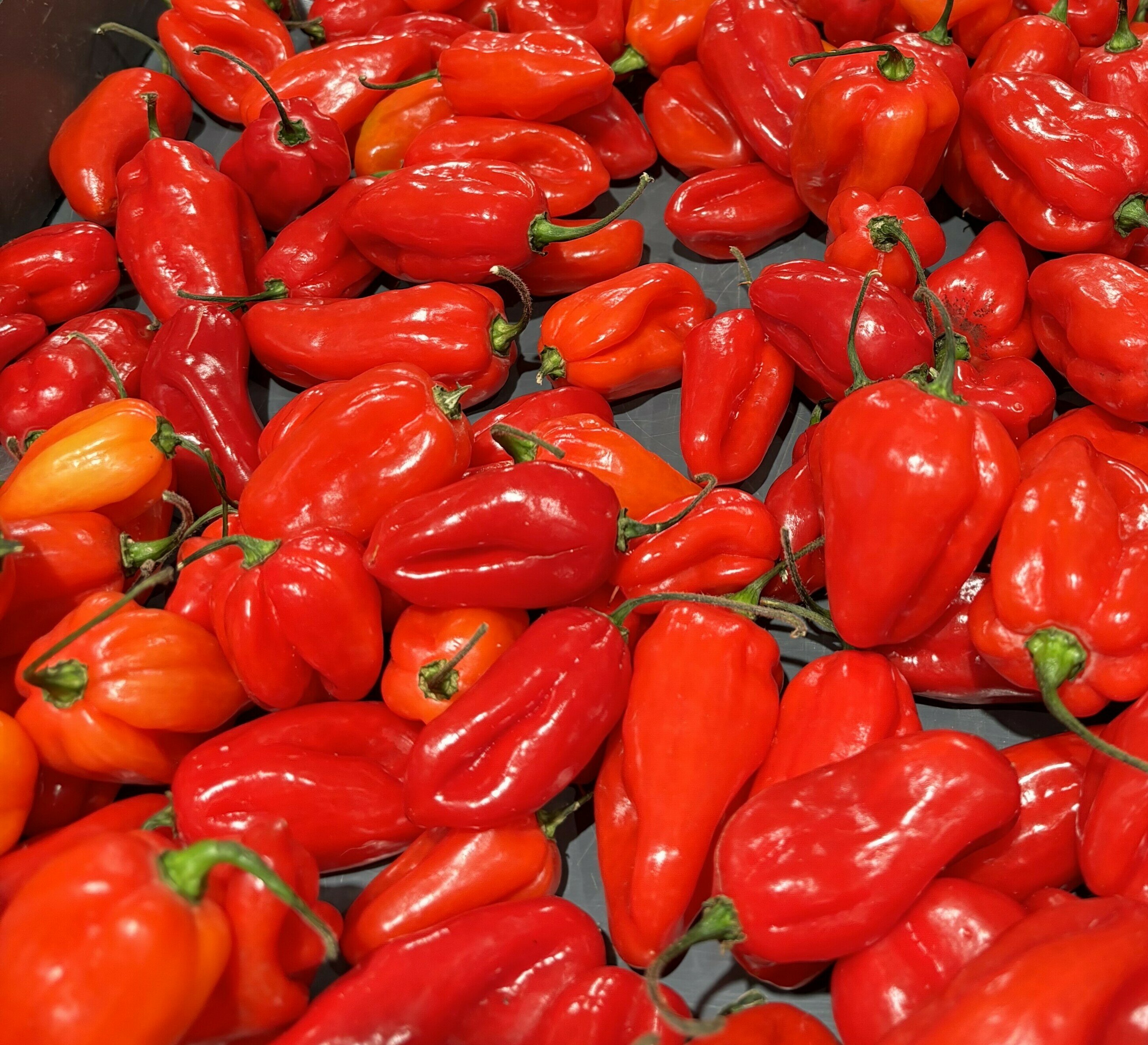 Connaissez-vous le piment v&eacute;g&eacute;tarien, le roi de la cuisine antillaise ?