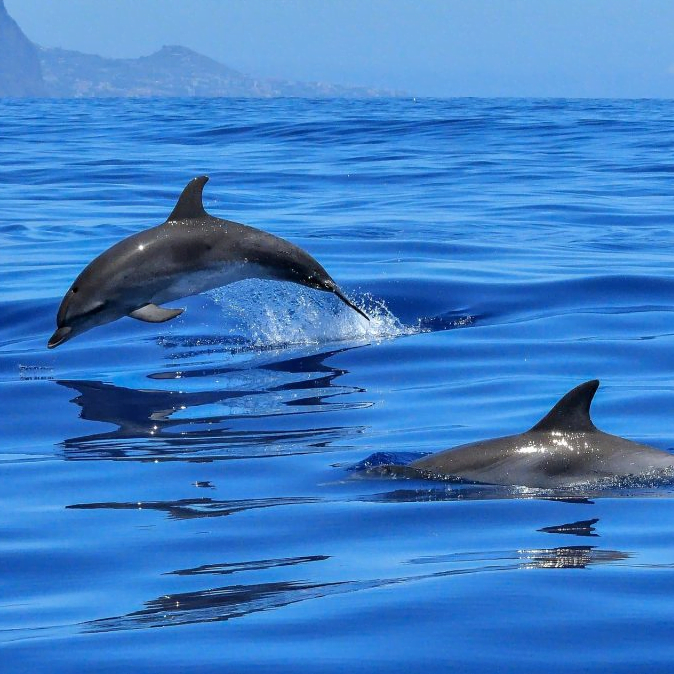 delfini-golfo-aranci.png
